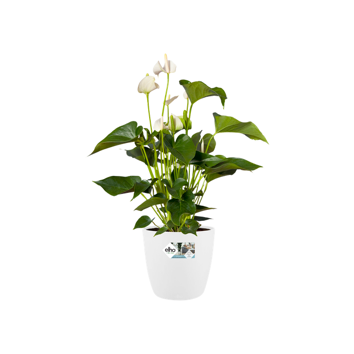 brussels rond wielen 40cm wit